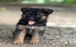 Pastor Alemán perros en venta: Pastor Aleman - Imagen 1