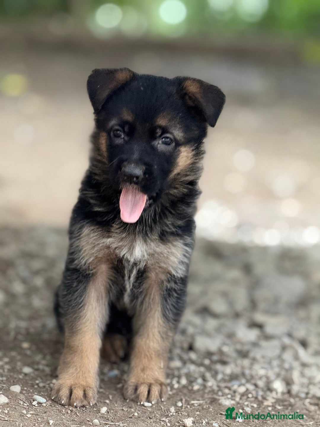 Pastor Alemán perros en venta: Pastor Aleman - Imagen 1