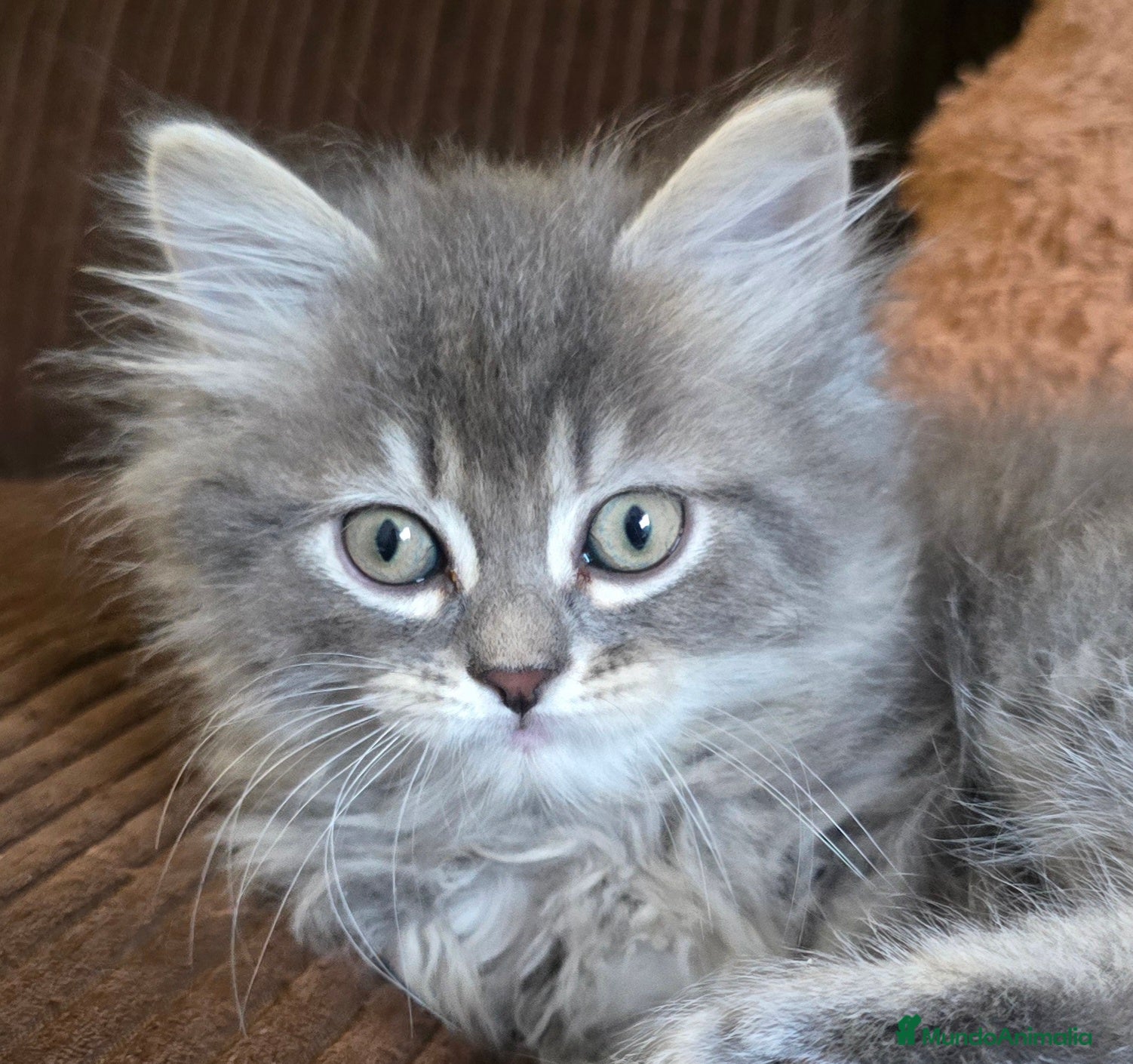 Británico de Pelo Largo gatos Gatcot.com - Anuncio 12