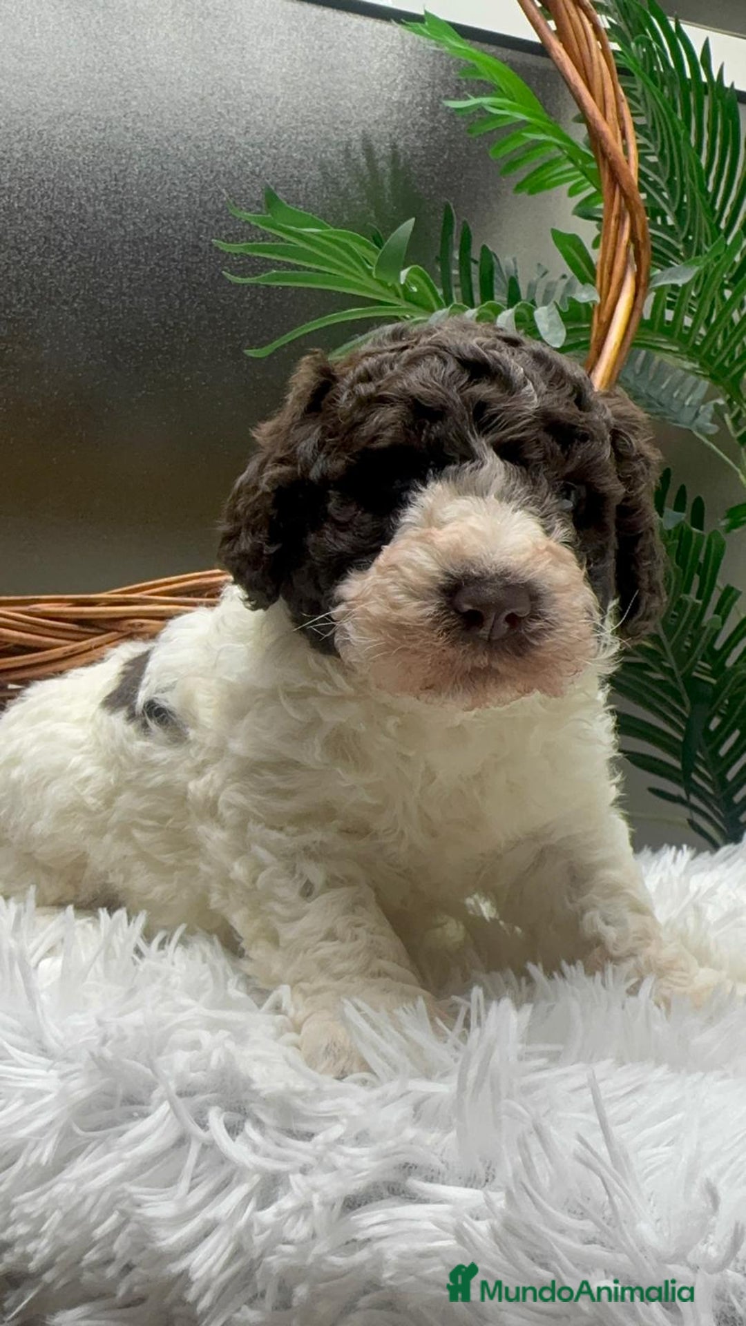 Perro de Agua Español perros en venta: PERRO DE AGUA ESPAÑOL MACHO - Anuncio 6