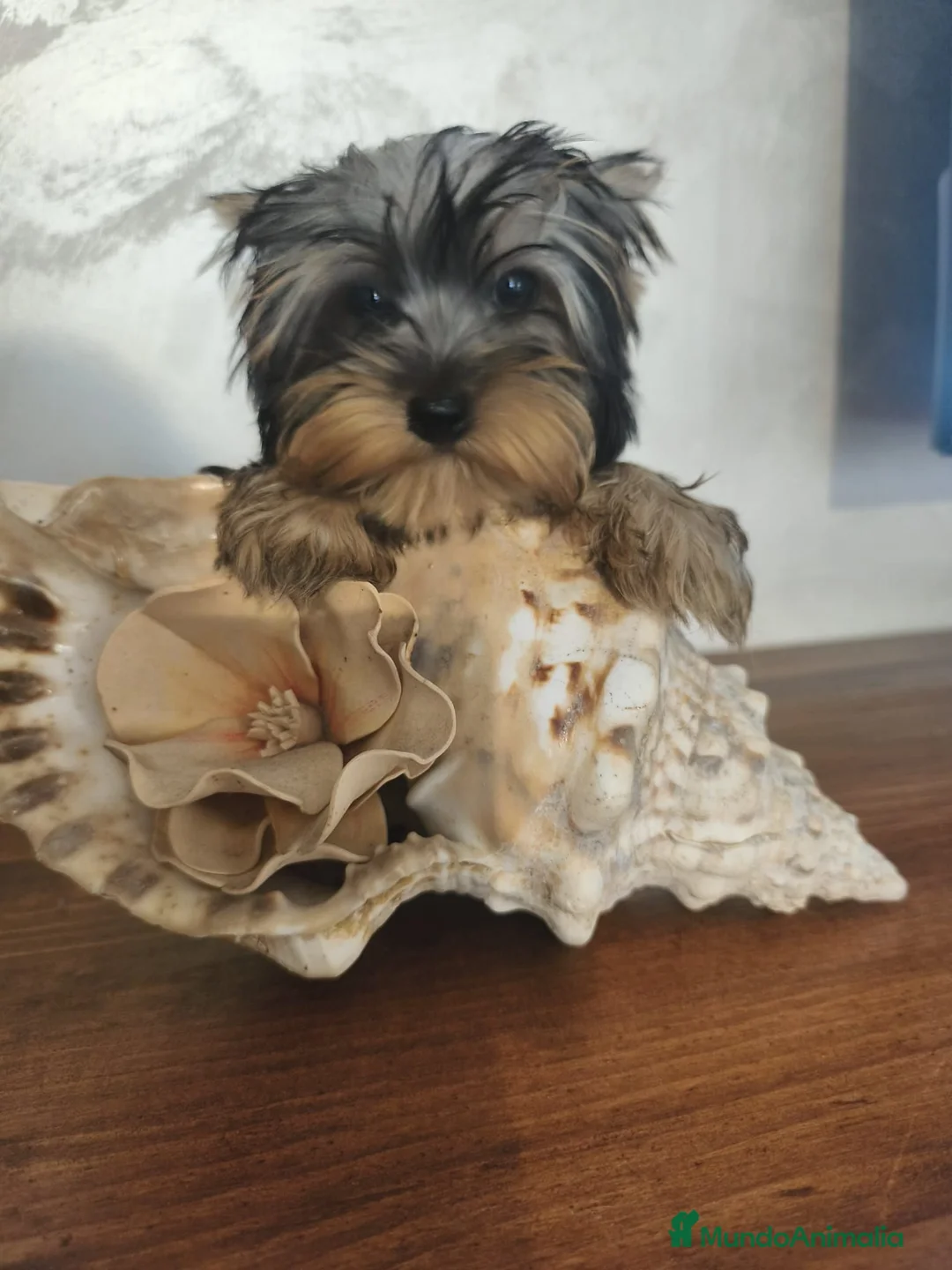 Yorkshire Terrier perros en venta: Yorkshire terrier Toy machos preciosos  - Anuncio 2