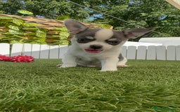 Chihuahua perros en venta: CHIHUAHUA MACHO TRICOLOR - Imagen 2