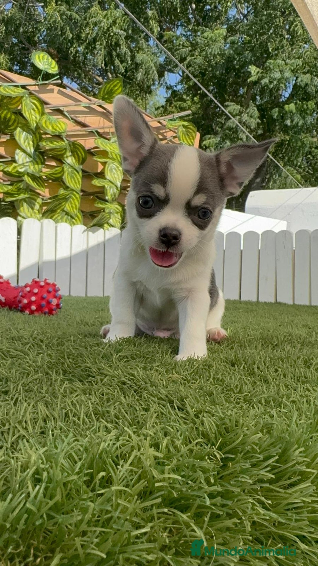 Chihuahua perros en venta: CHIHUAHUA MACHO TRICOLOR - Imagen 2