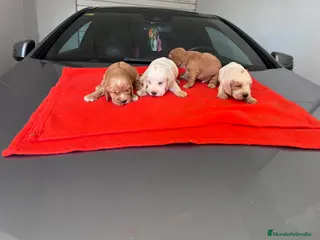 Cocker Spaniel Inglés perros PRECIOSA CAMADA DE COCKER - Anuncio 1