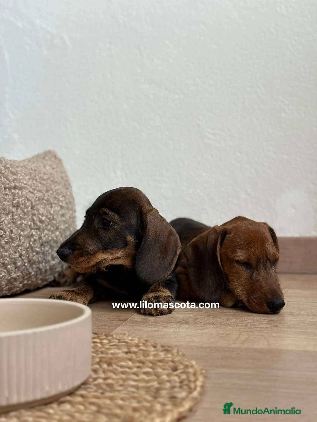 Teckel Miniatura perros en venta: TECKEL PELO DURO - Anuncio 3