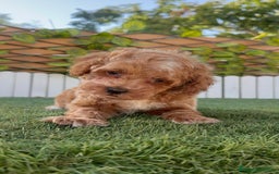 Caniche Toy perros en venta: CANICHE TOY MACHO - Imagen 6