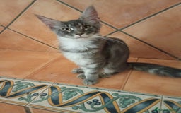 Maine Coon gatos en venta: Maine Coon macho tamaño grande  - Imagen 2