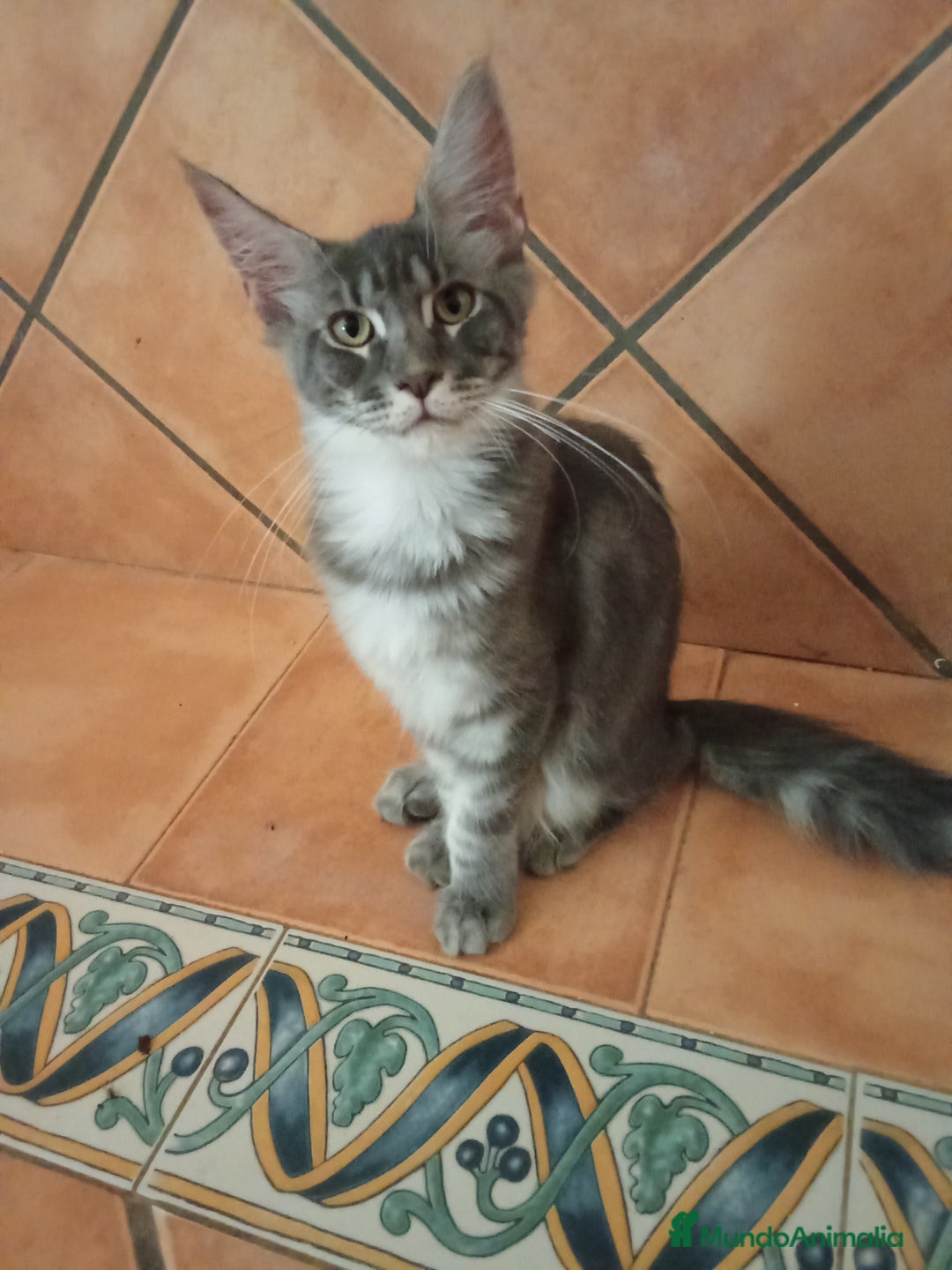 Maine Coon gatos en venta: Maine Coon macho tamaño grande  - Imagen 2