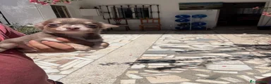 Chihuahua 2