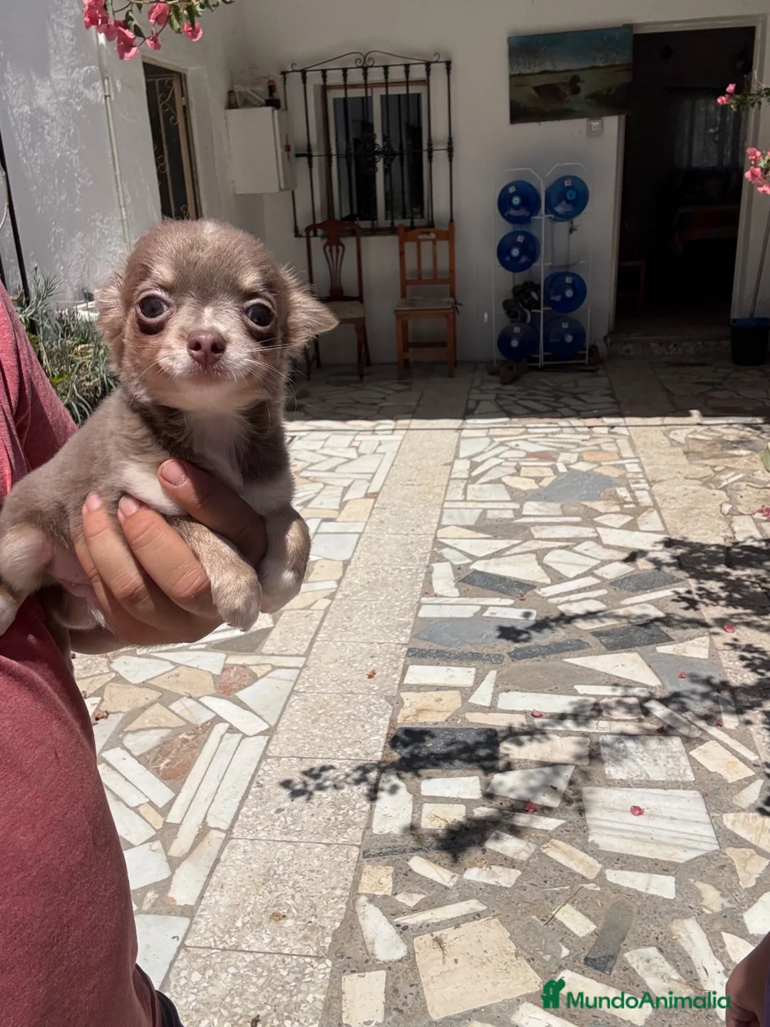 Chihuahua perros en venta: Chihuhuas  - Anuncio 2