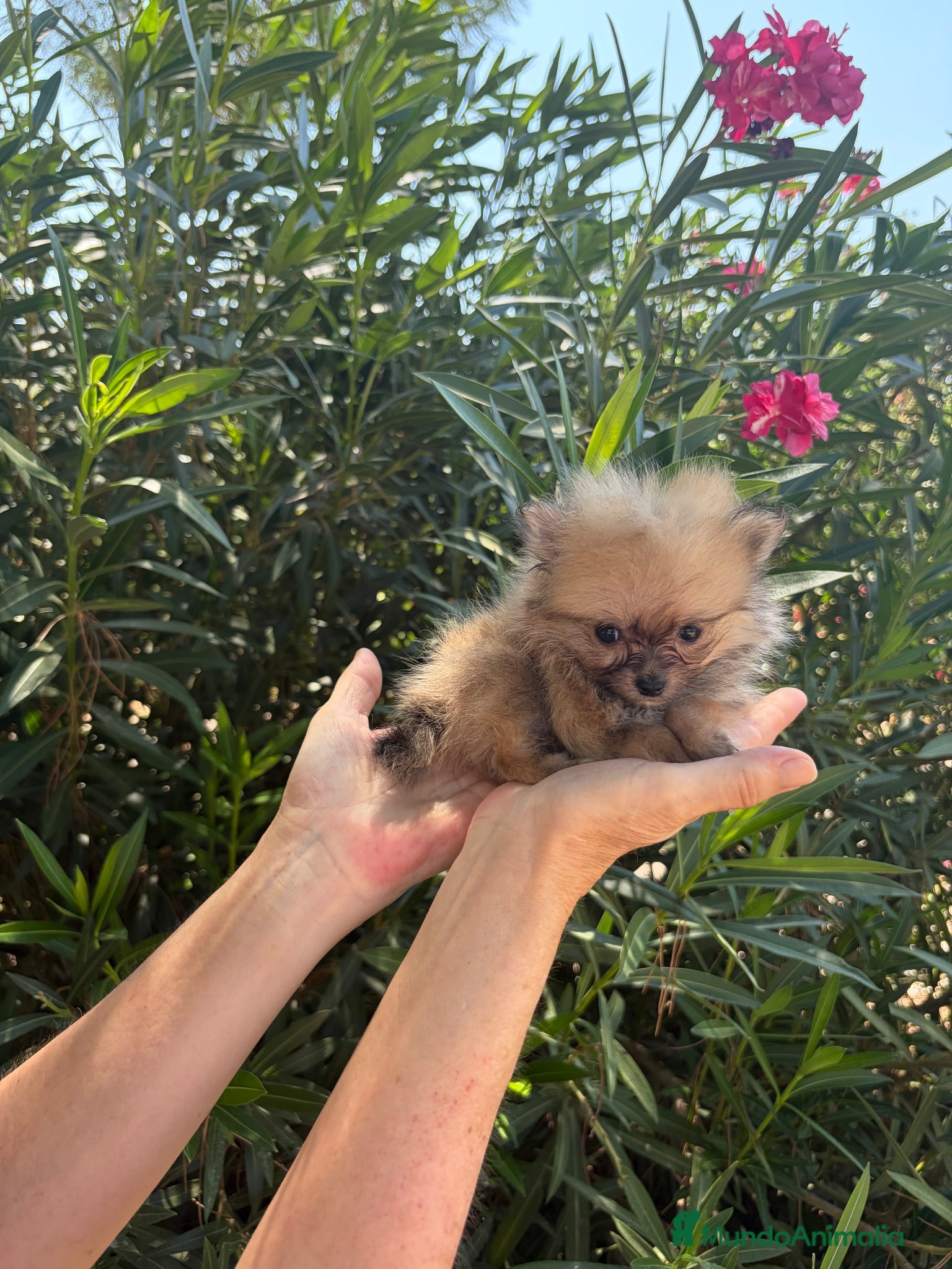 Pomerania perros Pomerania toy - Anuncio 18