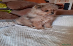 Pomerania perros en venta: Pomeranias merle - Anuncio 3
