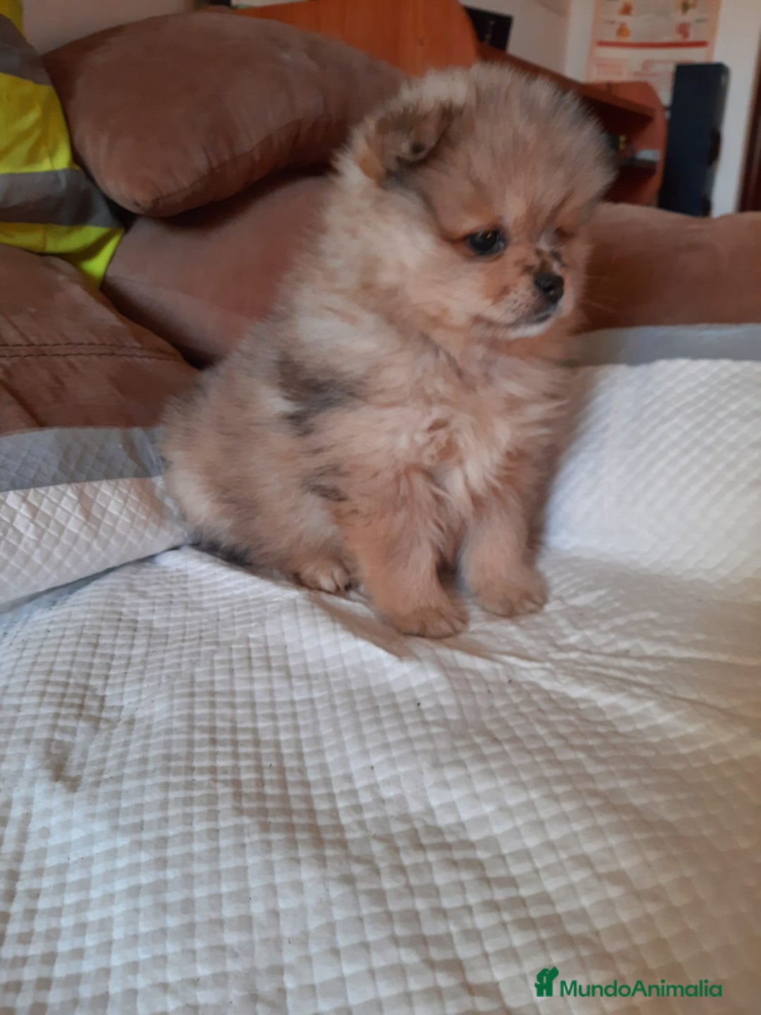 Pomerania perros en venta: Pomeranias merle - Anuncio 3