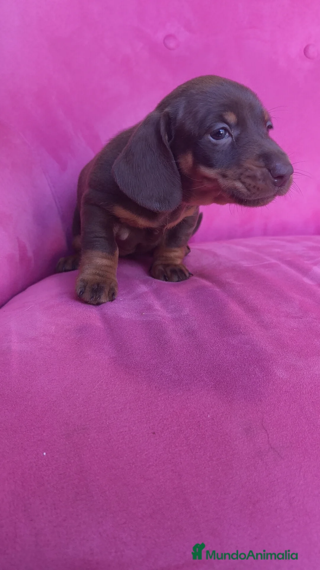 Teckel Miniatura perros en venta: Teckel Kanichen chocolate macho y hembra  - Anuncio 13