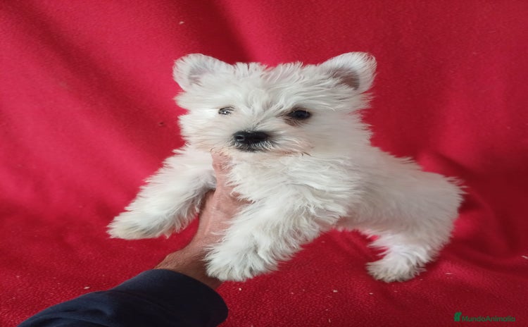 West Highland White Terrier perros - Anuncio 2