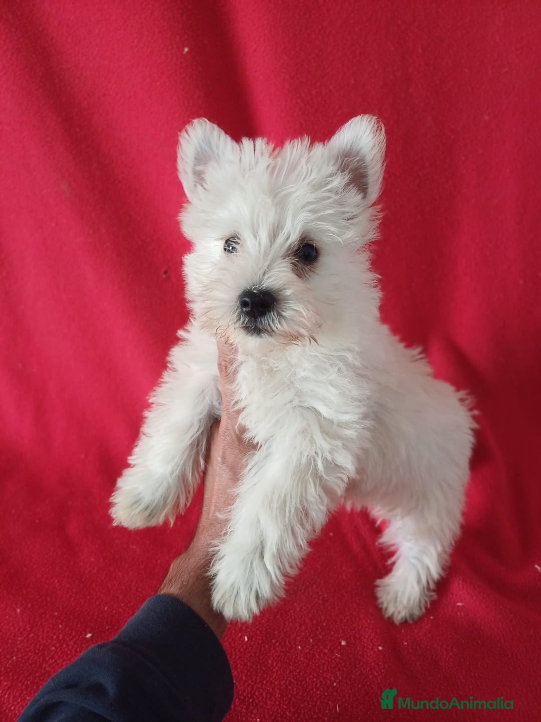 West Highland White Terrier perros en venta: Westing Terrier  - Imagen 1
