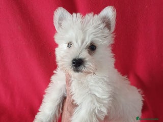 West Highland White Terrier perros - Anuncio 2