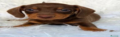 Teckel 2