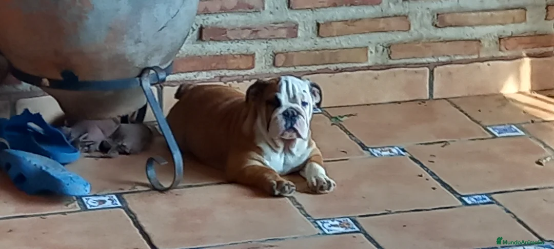 Imagen de galería {{count}}