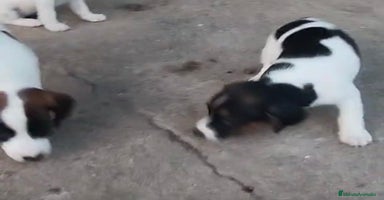 Jack Russell Terrier perros - Anuncio 4