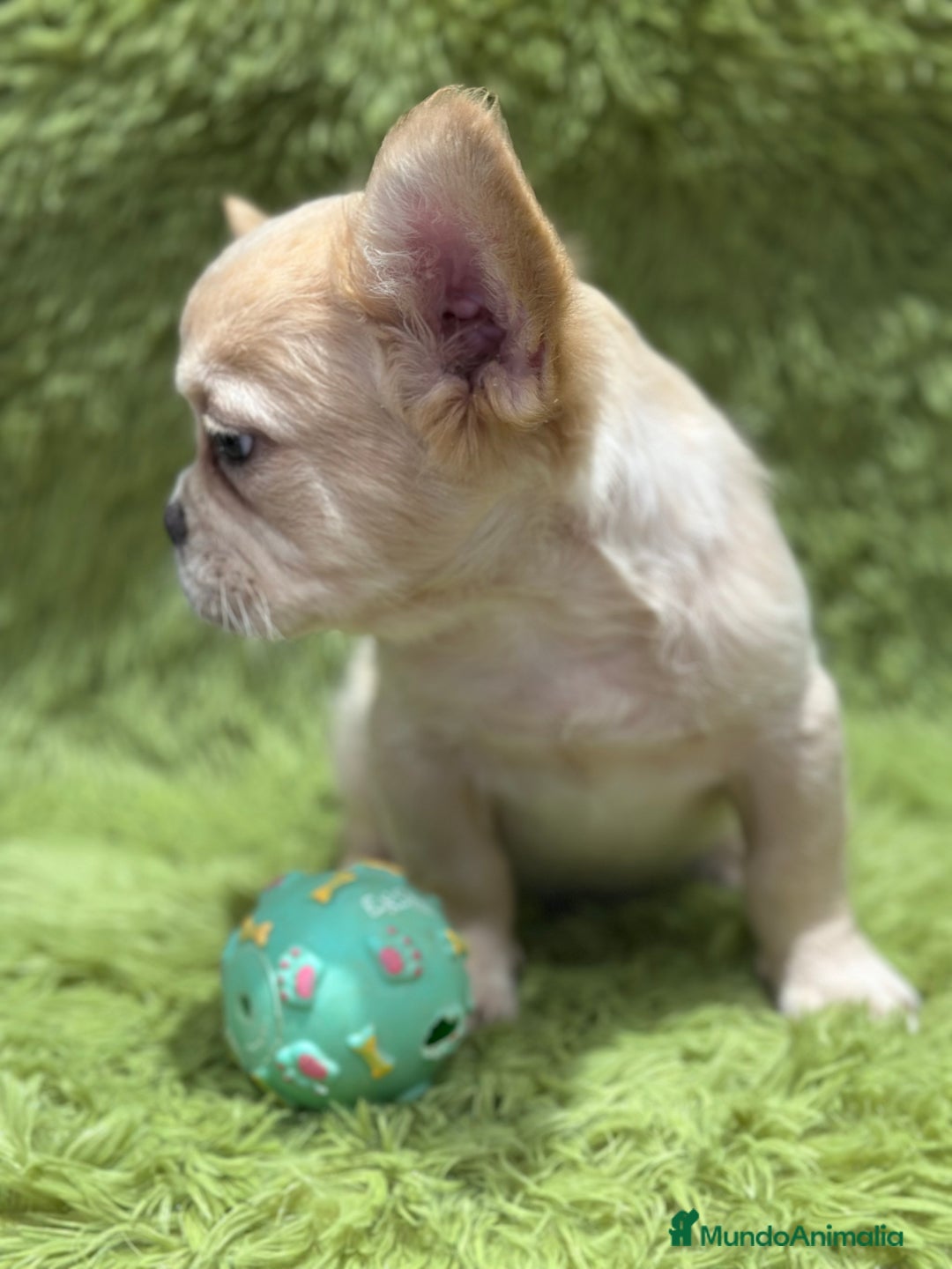 Bulldog Francés perros en venta: BULLDOG FRANCÉS FLUFFY PLATINUM - Imagen 2