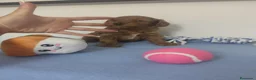 Caniche Toy perros en venta: Caniche toy - Anuncio 4