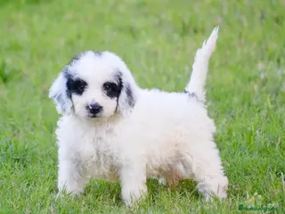 Perro de Agua Español perros Perro de agua , cachorros - Anuncio 25