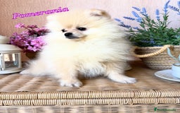Pomerania perros en venta: Pomerania !!!!! Macho disponible  - Anuncio 5
