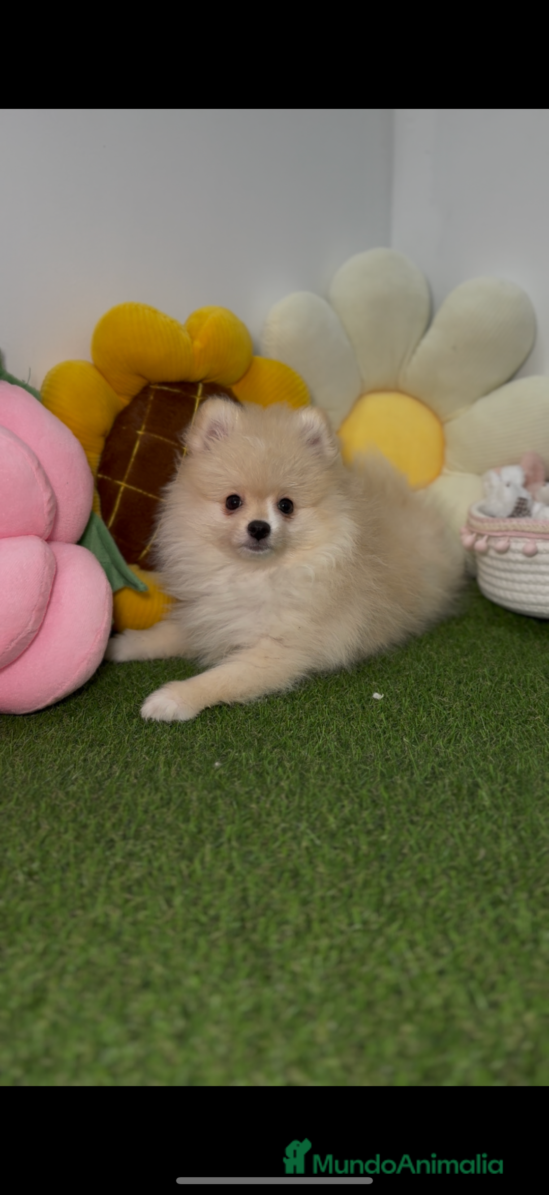 Pomerania perros en venta: Pomerania color crema  - Imagen 2