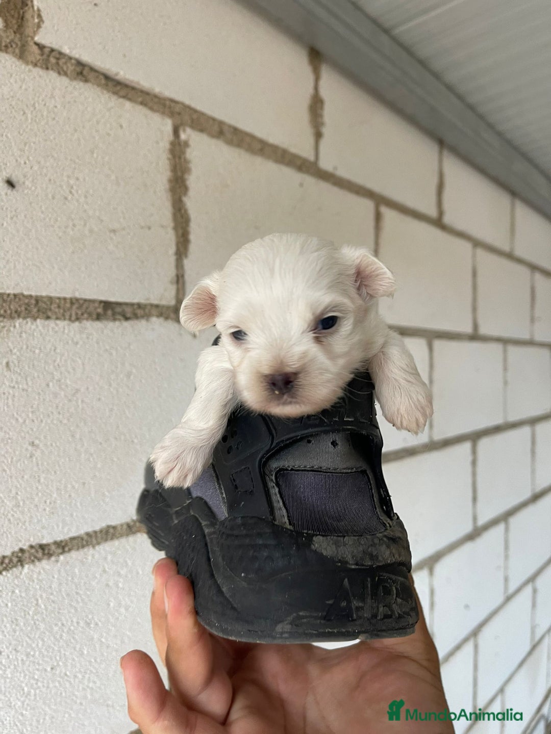 Bichón Maltés perros en venta: Bichon maltés miniatura  - Anuncio 3