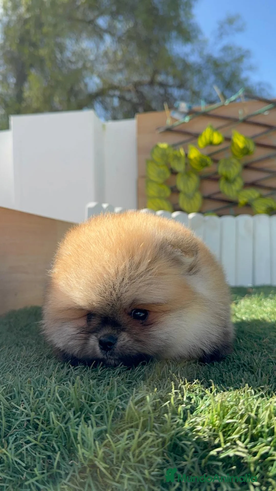 Pomerania perros en venta: POMERANIA - Anuncio 15