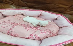 Chihuahua perros en venta: CHIHUAHUA TOY - Imagen 8
