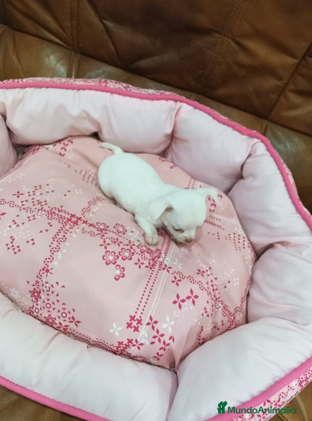 Chihuahua perros en venta: CHIHUAHUA TOY - Imagen 8