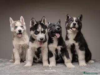 Husky Siberiano perros CACHORROS Siberian Husky Agouti. - Anuncio 11