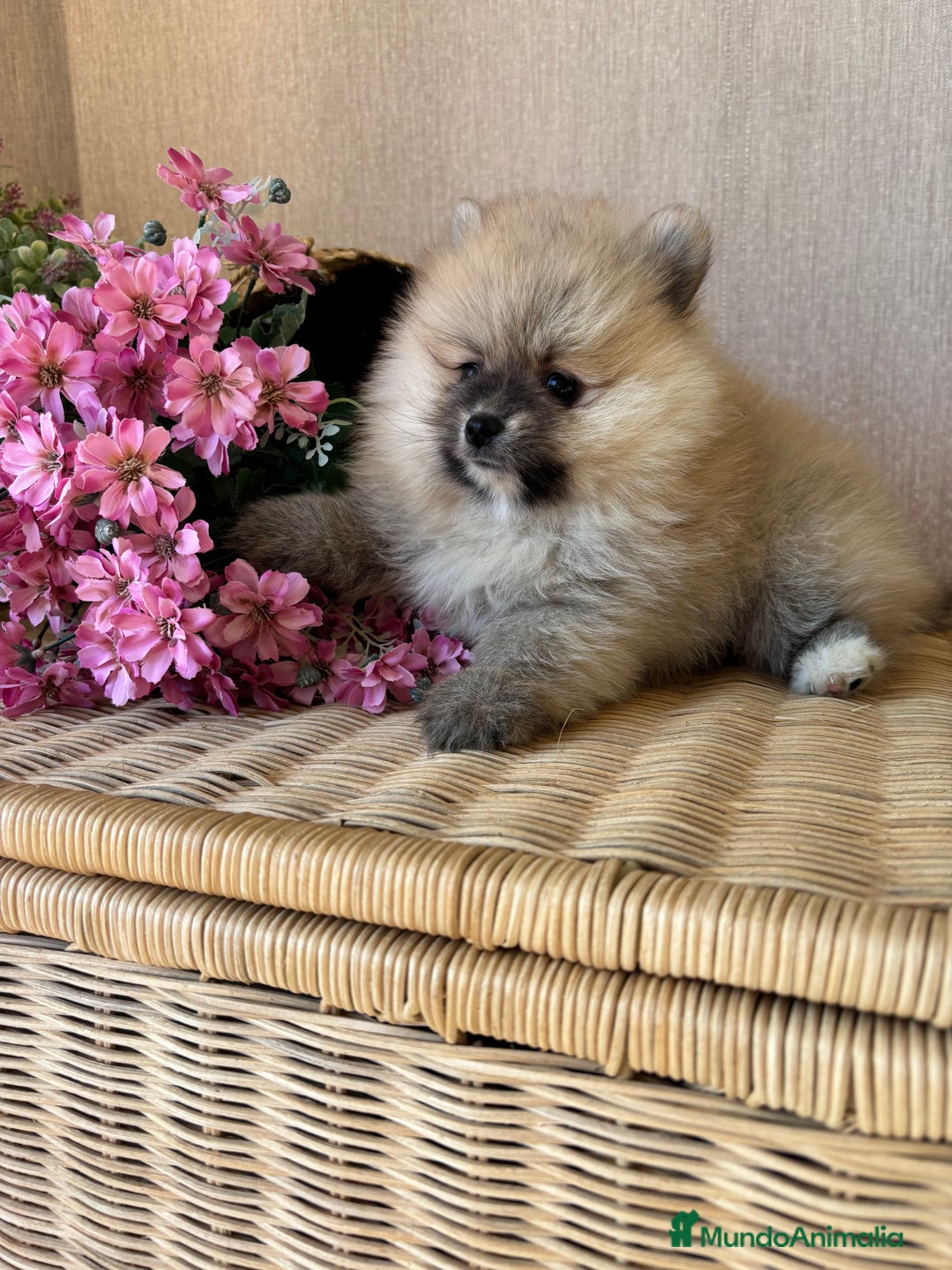 Pomerania perros en venta: Pomerania hembra color sable !!! - Imagen 7