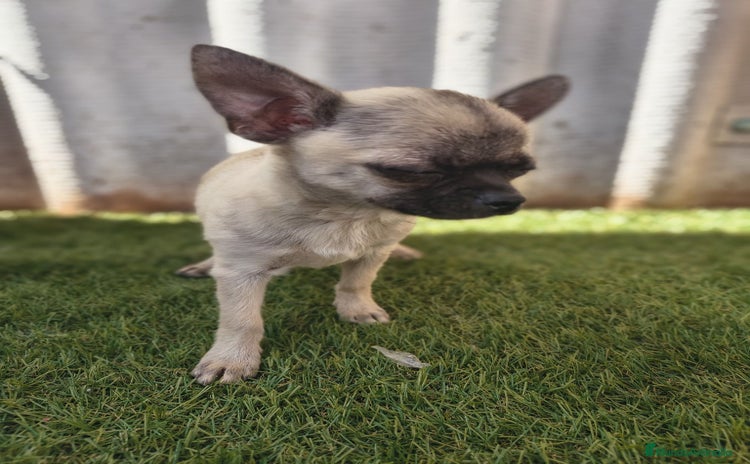 Chihuahua perros - Propaganda 6