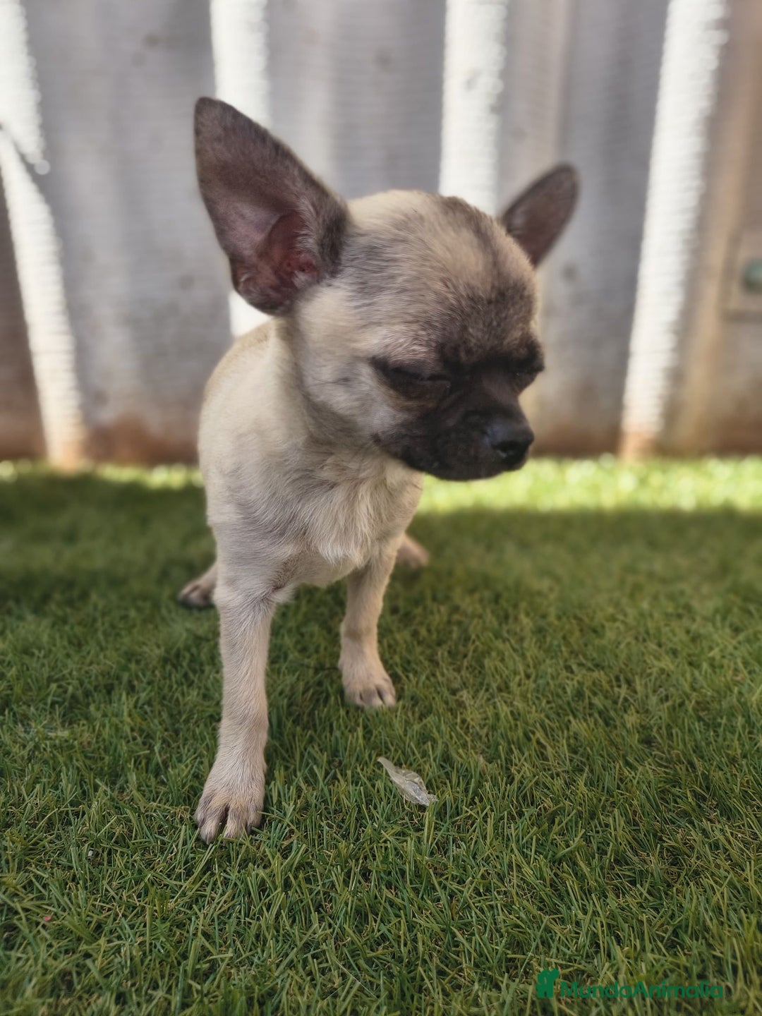 Chihuahua perros en venta: Chihuahua toy Cabeza manzana - Imagen 1