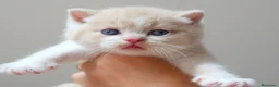 Británico de Pelo Corto gatos en venta: Camada espectacular British Shorthair Pedigree WCF - Anuncio 8