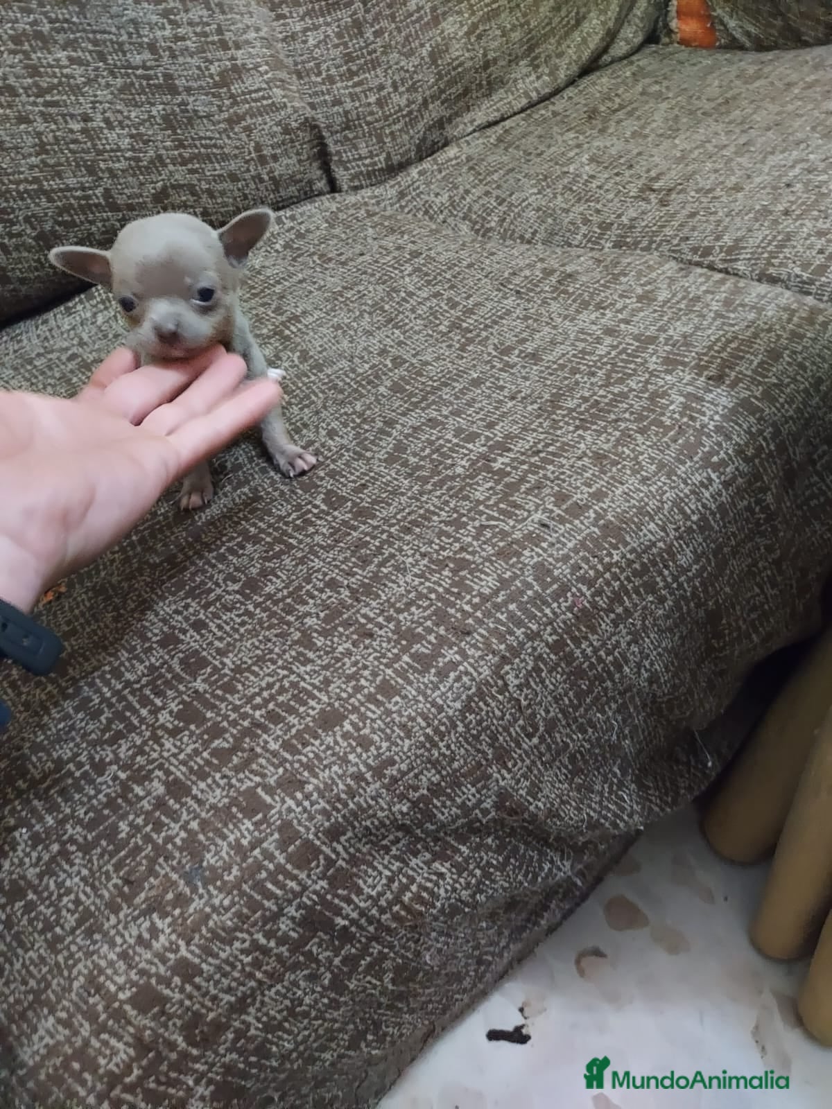 Chihuahua perros en venta: PRECIOSOS CHIHUAHUA RUSO Y ASIÁTICO - Anuncio 8