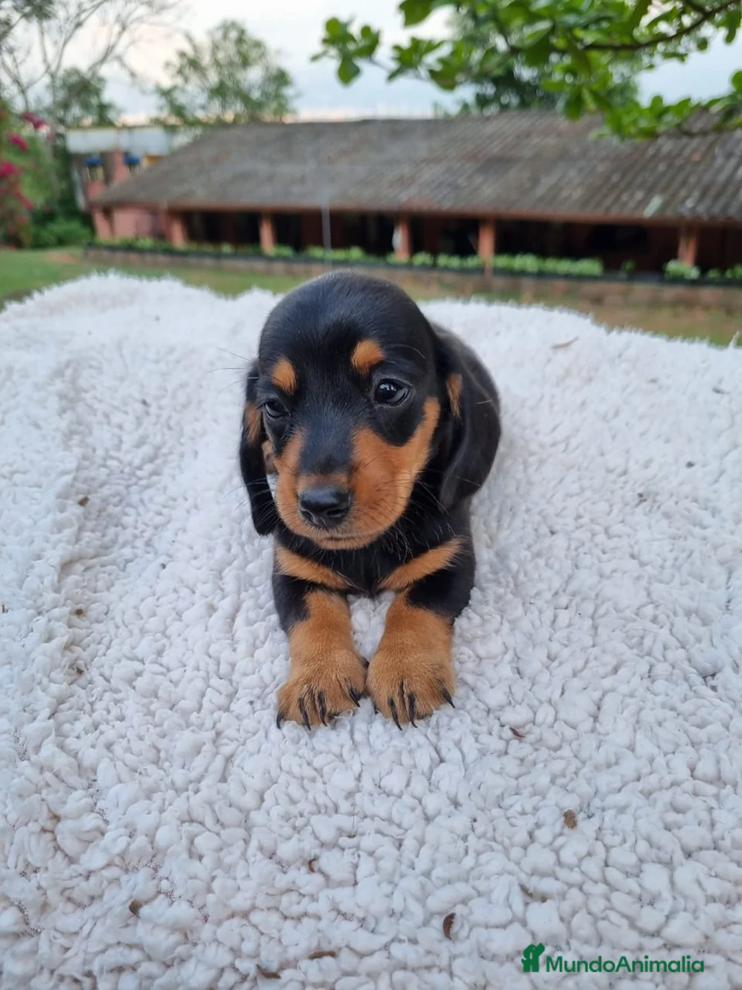 Teckel Miniatura perros en venta: TECKEL MINIATURA ( ENVIOS A CONTRAREMBOLSO )  - Anuncio 4