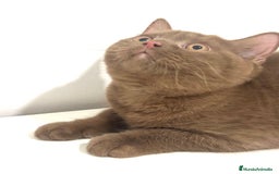 Británico de Pelo Corto gatos en venta: Macho british cinnamon - Imagen 2