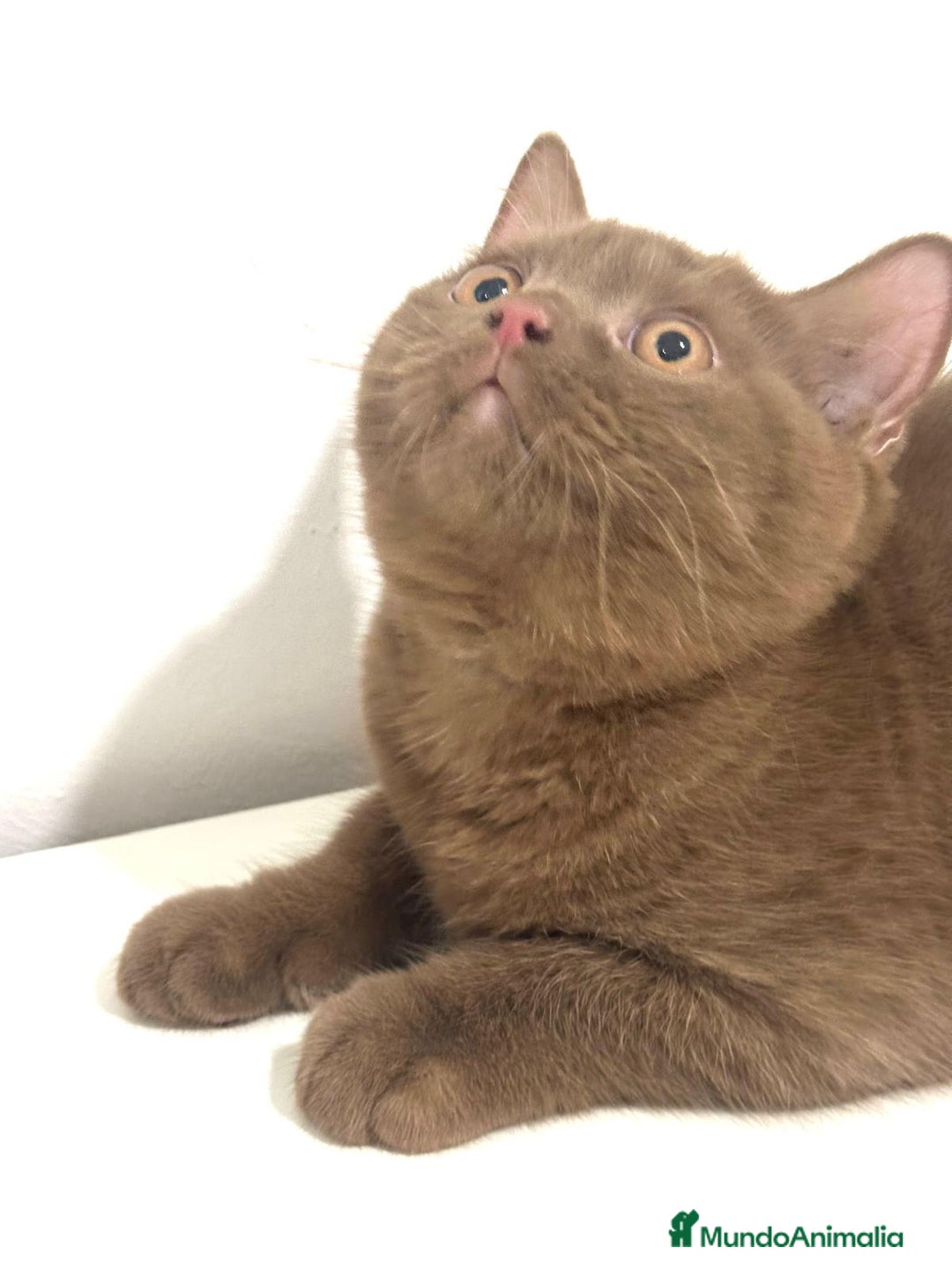 Británico de Pelo Corto gatos en venta: Macho british cinnamon - Imagen 2