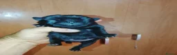 Carlino - Pug perros en venta: CARLINO NEGRO AZABACHE - Anuncio 4