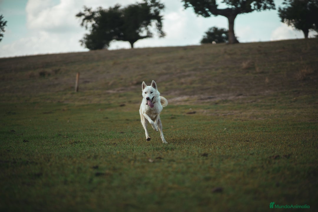 Husky Siberiano perros en adopcion: PRECIOSO HUSKY SIBERIANO  - Anuncio 4