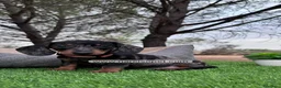 Teckel perros en venta: TECKEL NEGRO Y PLATA MERLE BEBE en Asturias - Anuncio 2
