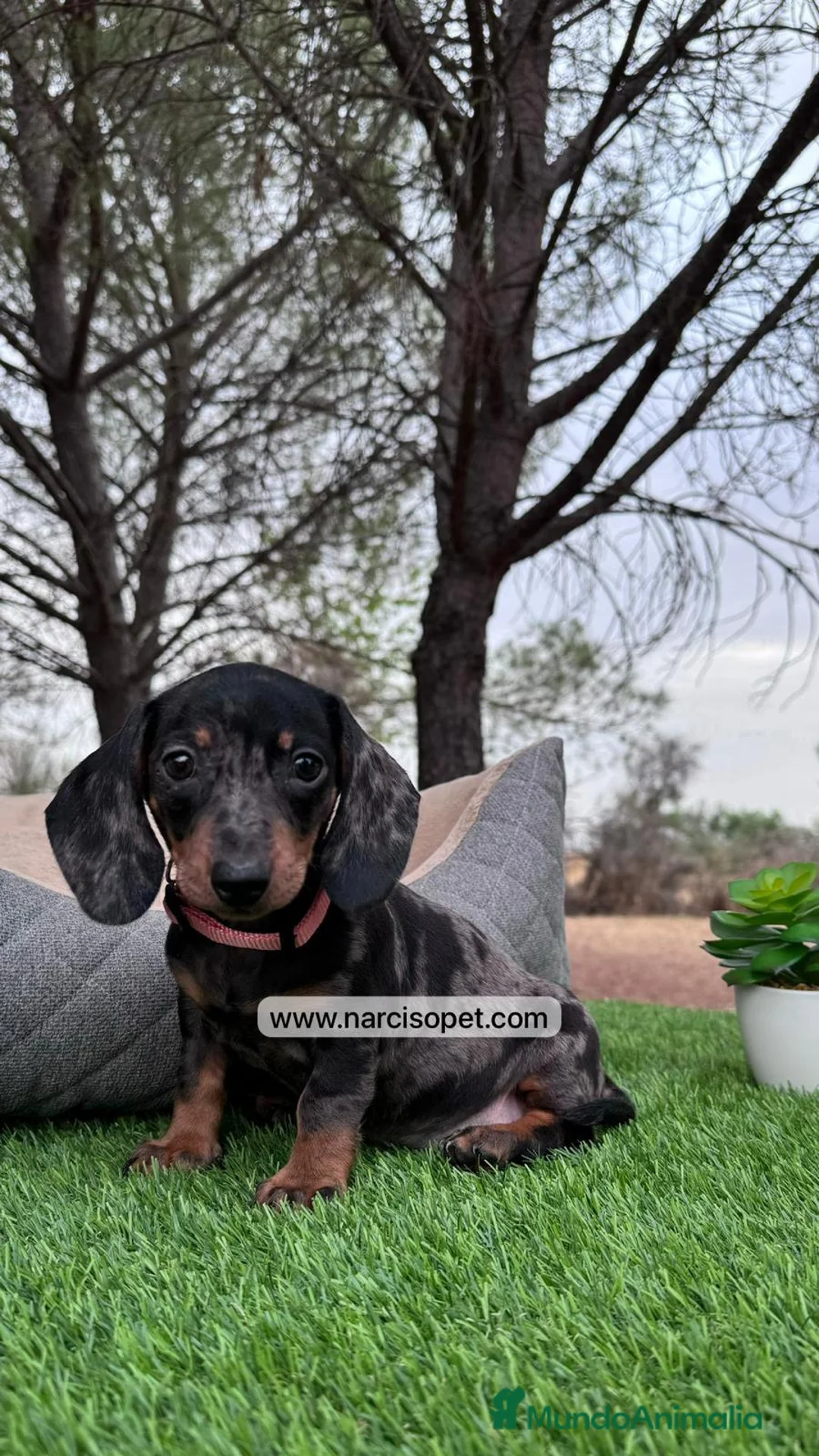 Teckel perros en venta: TECKEL NEGRO Y PLATA MERLE BEBE en Asturias - Anuncio 2