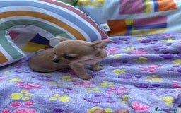 Chihuahua perros en venta: Hembrita chihuahua toy - Imagen 6