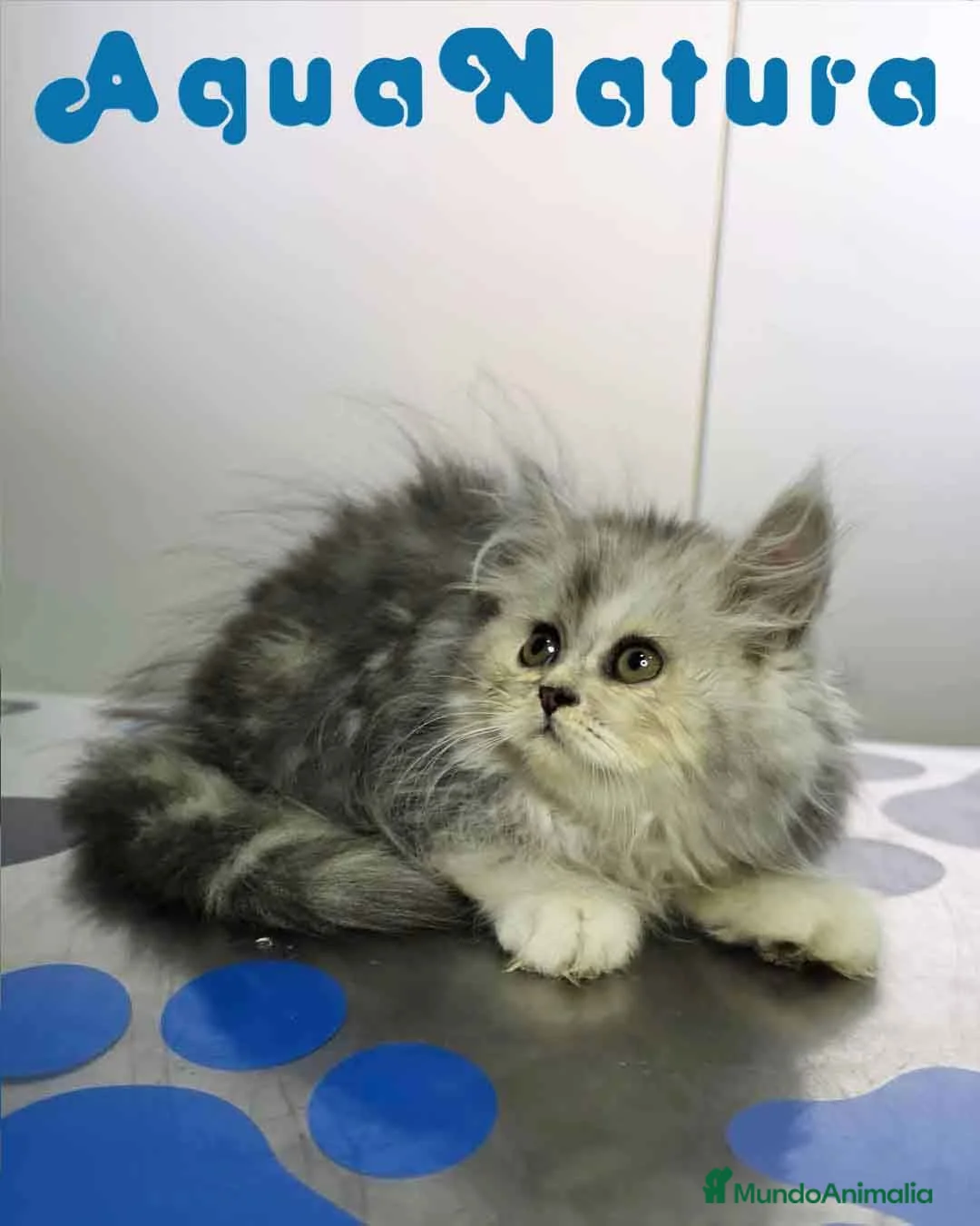 Persa gatos en venta: Persa Chinchilla Hembra 6792 - Anuncio 7