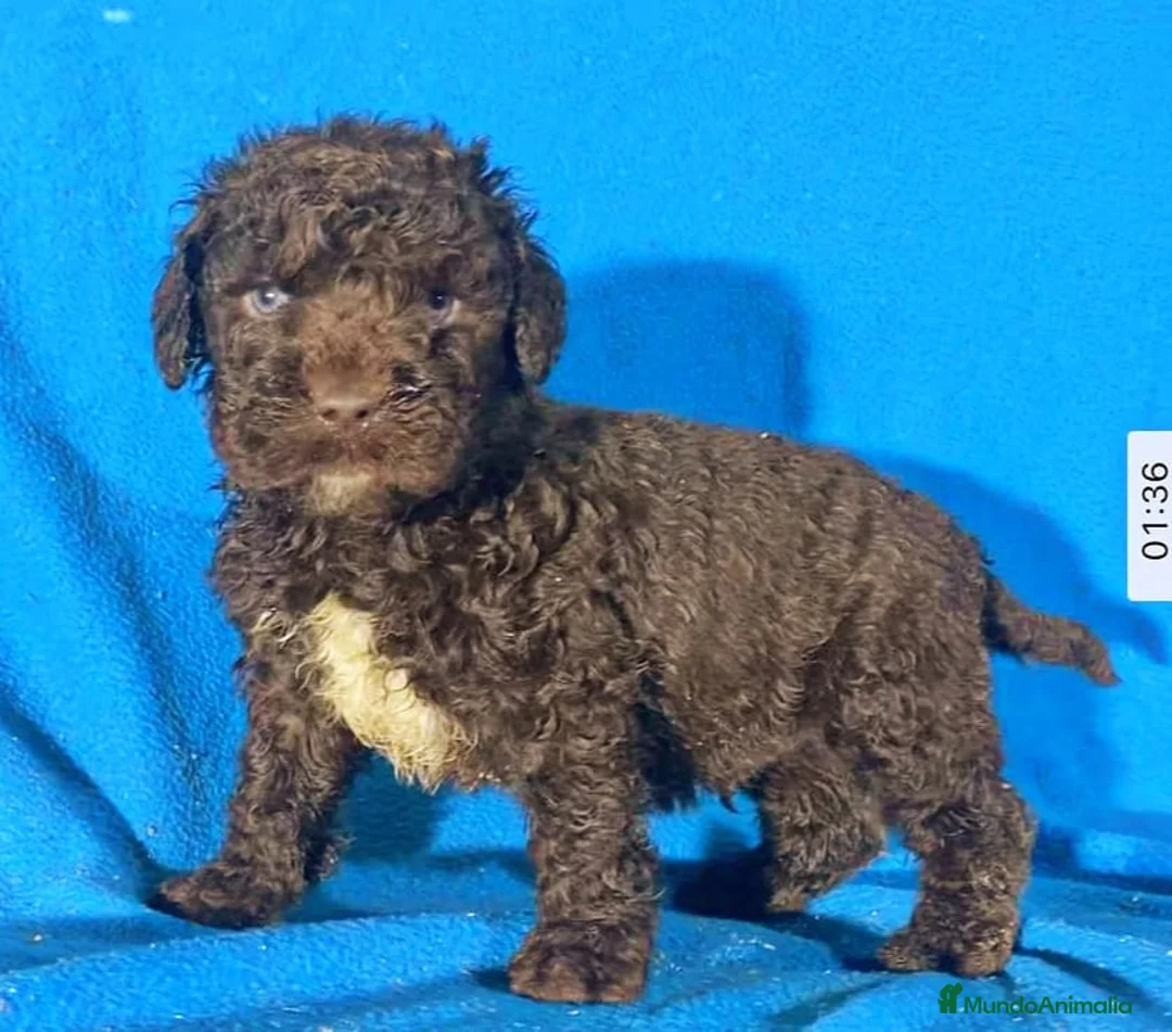 Perro de Agua Español perros en venta: Perra de agua  - Anuncio 1