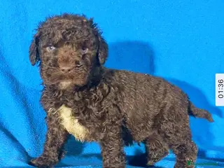 Perro de Agua Español perros Perra de agua - Anuncio 2